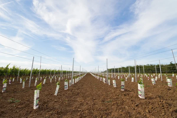 Field of new, young vine plants