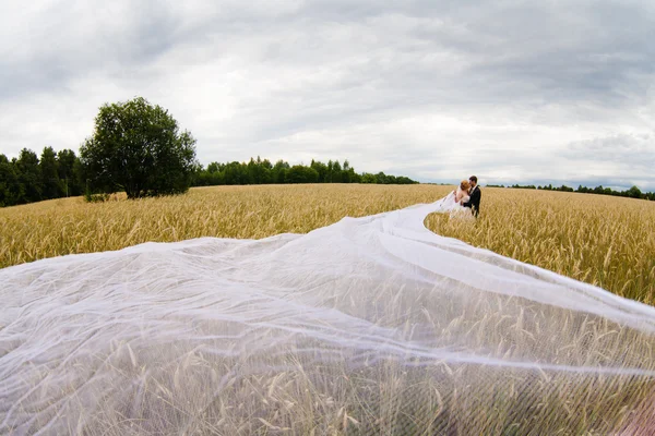 Bride and groom in a field with a long white veil