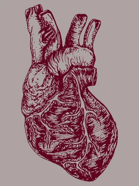 Anatimic heart