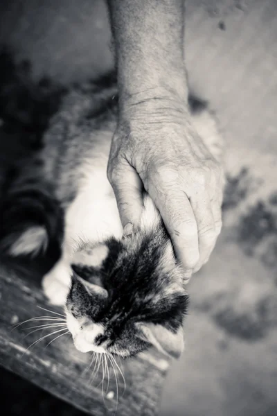 Closeup of very cute one gray cat in senior person hands outdoors. Black and white picture