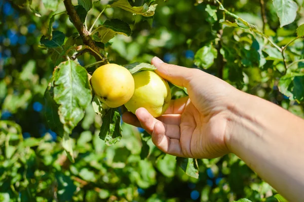 Hand picking two yellow apples from tree branch with leaves