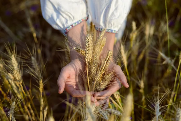 Closeup of two hands holding golden wheat spikes on field