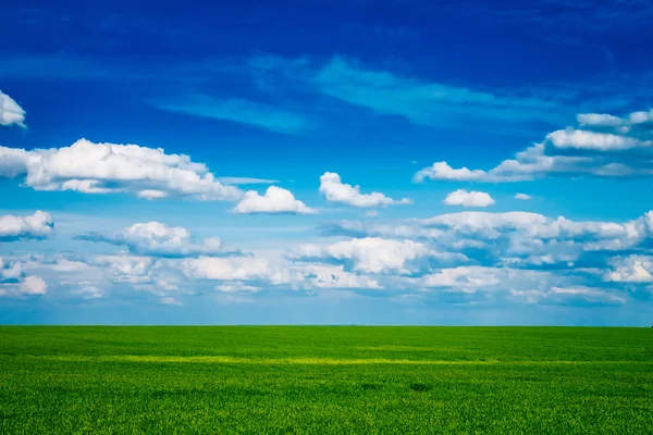 Green field and blue sky with light clouds Russia Belarus landscape