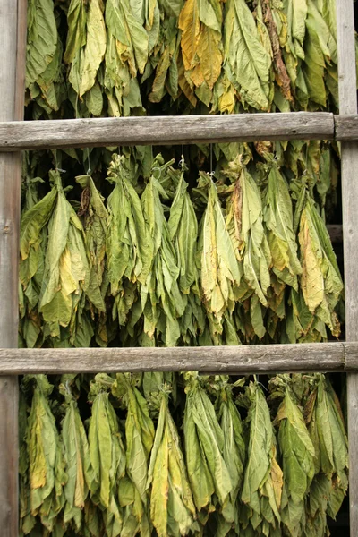 Dried tobacco in wooden building