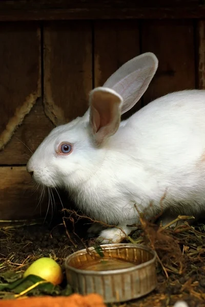 Close portrait of white pet rabbit with long ears