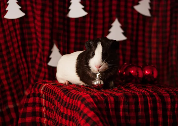 Christmas card with guinea pig
