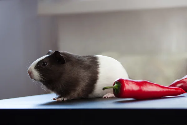 Guinea pig and red pepper.