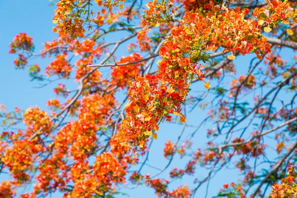 Royal Poinciana tree