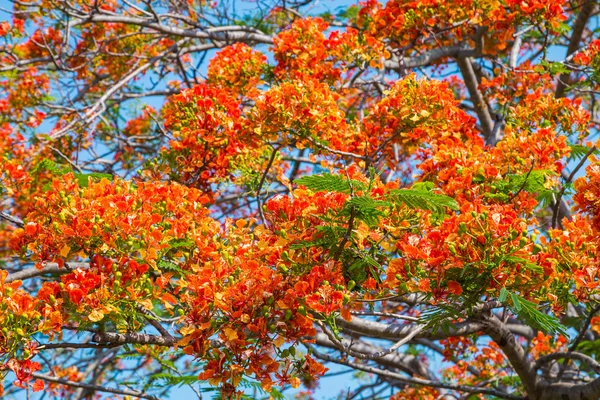 Royal Poinciana tree