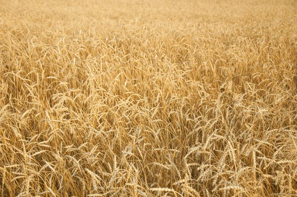 Agriculture, farming, cereal ,field of ripening wheat ears or ry
