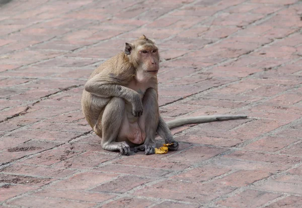 Monkey eat banana happy