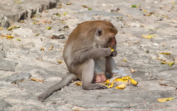 Monkey eat banana happy