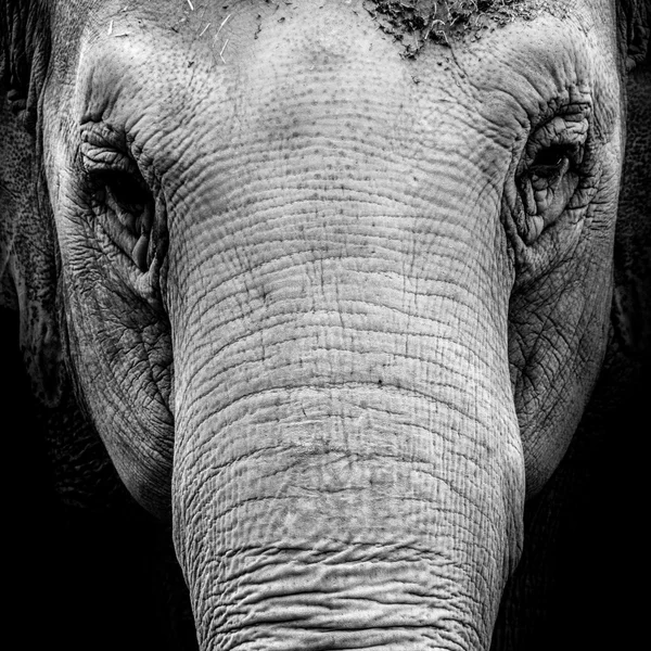 Portrait of a elephant in black and white