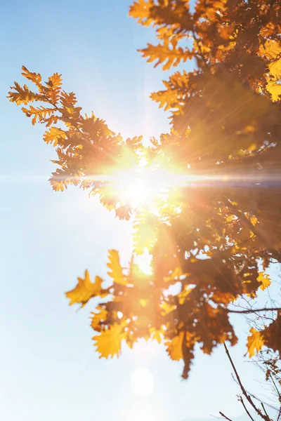 Autumn leaves frame, photo of sunlight through fresh grape leave