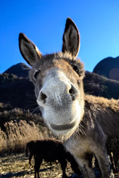 Portrait of funny donkey