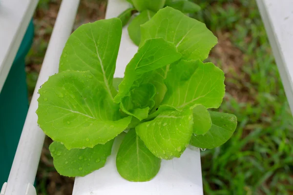 Step set-grown Hydroponic And How to grow carefully.