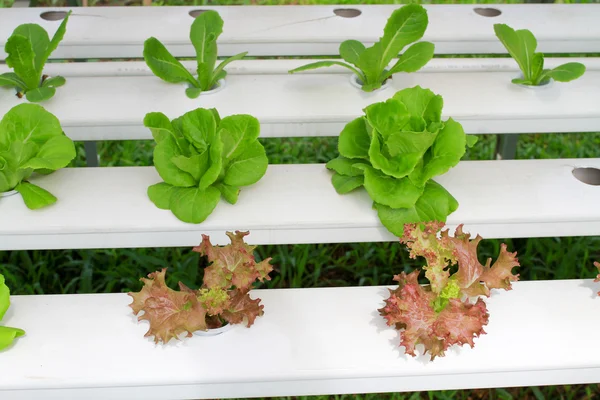Step set-grown Hydroponic And How to grow carefully.