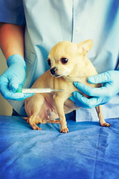Dog veterinarian. Medical man and chihuahua