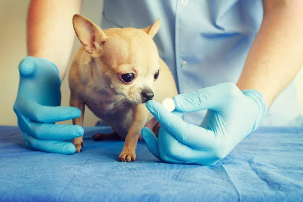 Dog veterinarian. Beauty Chihuahua