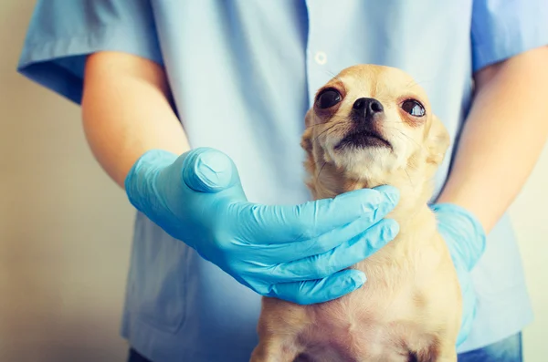 Dog veterinarian. Beauty Chihuahua