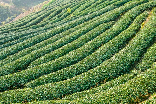 Green tea plantation on mountain