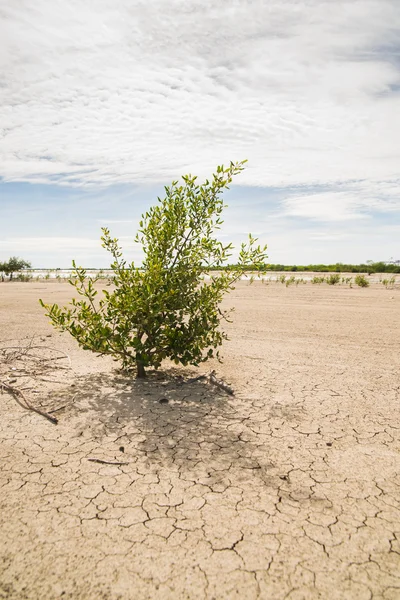 Young mangrove tree growing in barren landscape against adversity
