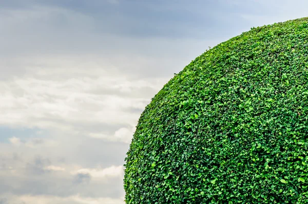 Landscaping trimmed trees in public park, Bangkok, Thailand