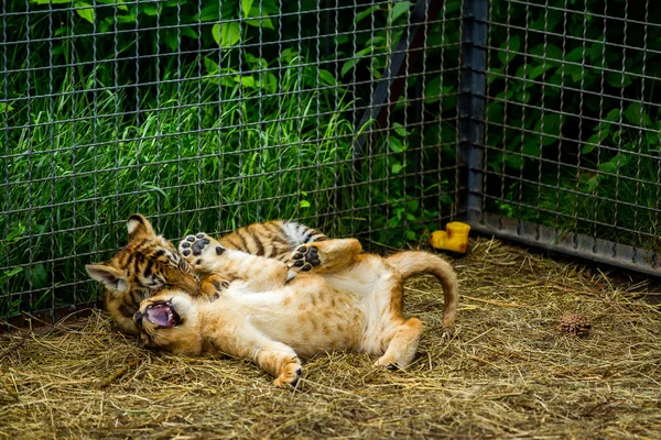 Young lion playing  with tiger cubs