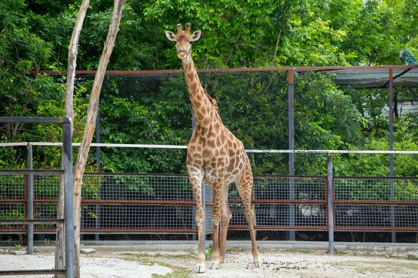 Giraffe in the full growth at the zoo