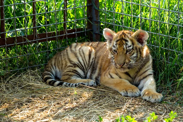 Tiger cubs playing sleep