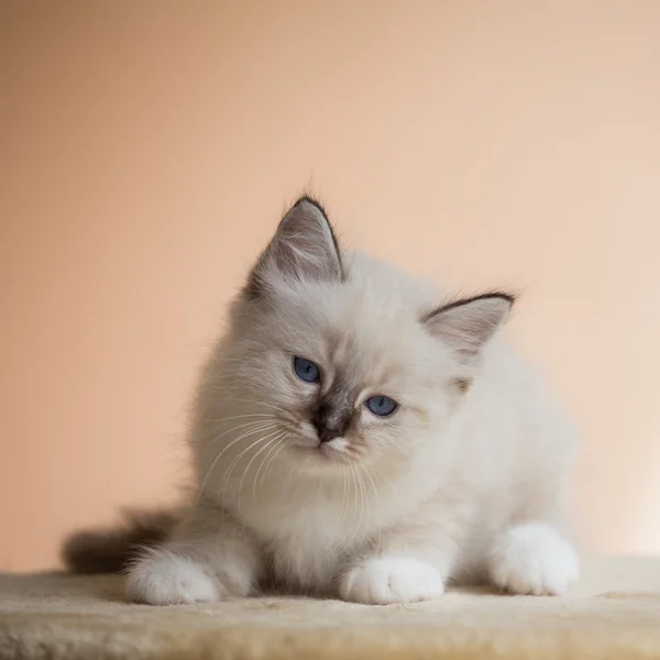 Kitten Sacred Birman on beige pink background