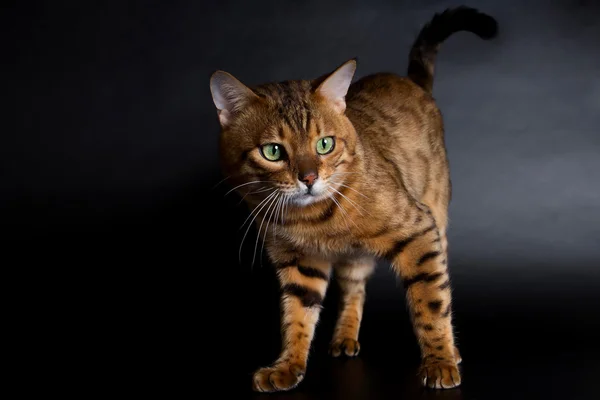 Bengal cat with green eyes