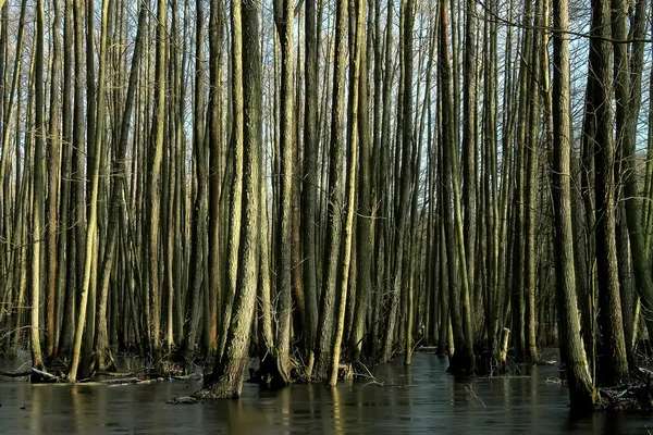 Trees in swamp, tree trunks