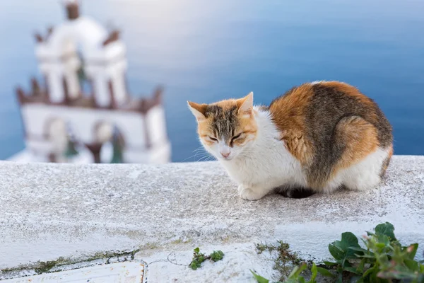 Cat is sleeping on the wall