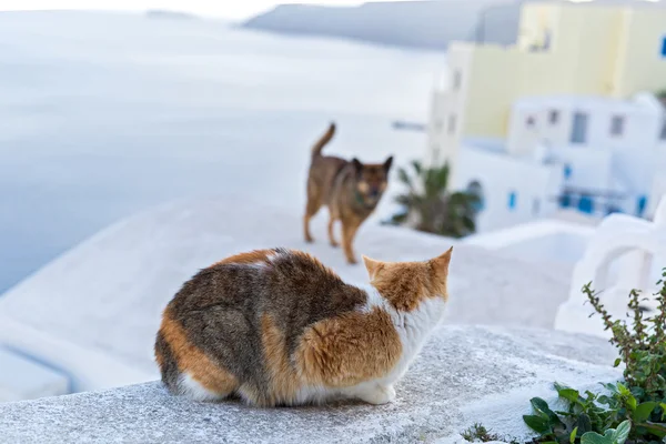 Meeting cats and dogs against the sea