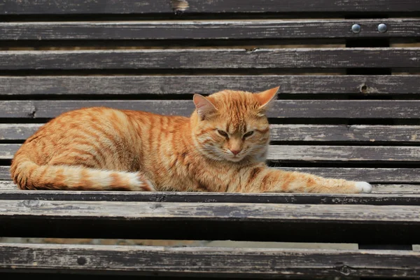 Ginger tabby cat stretched out on the bench