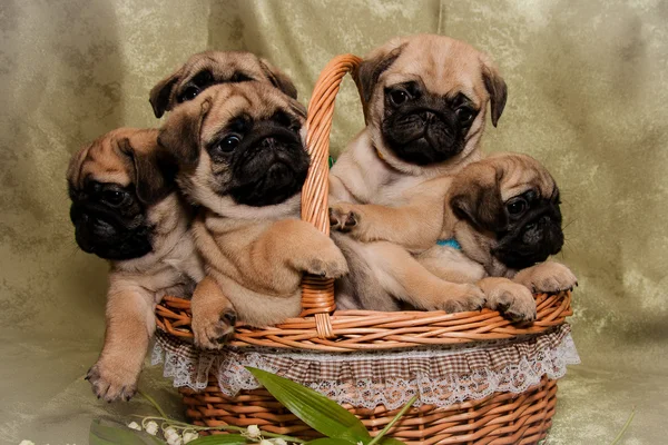 Pug basket 2025