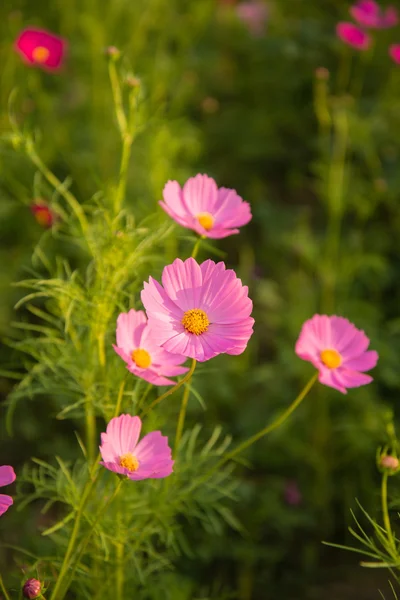 Cosmos flowers in purple, white, pink and red, is beautiful suns