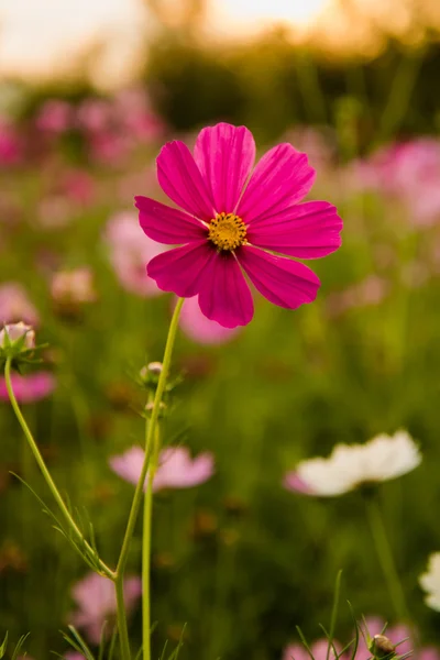 Cosmos flowers in purple, white, pink and red, is beautiful suns