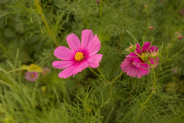 Cosmos flowers in purple, white, pink and red, is beautiful suns