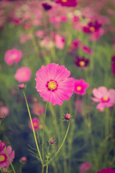 Cosmos flowers in purple, white, pink and red, is beautiful suns