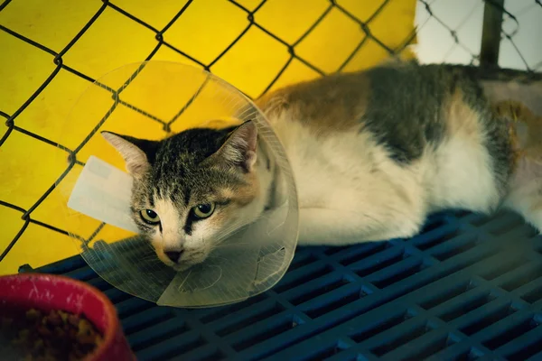 Cat injured treated by a vet and rejuvenation.