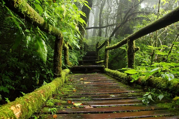 Wood path through the nature of tropical forest