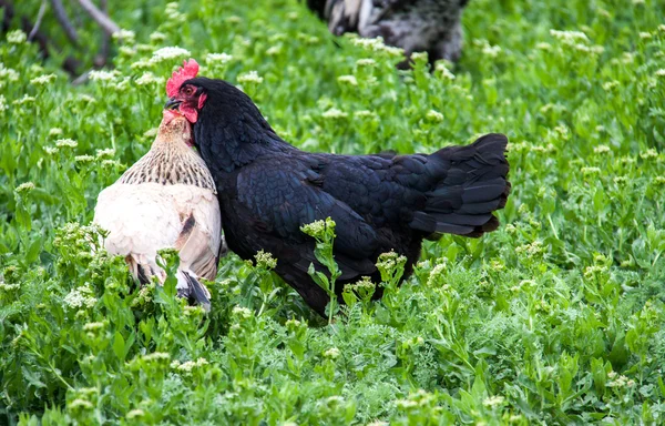 Two hens fight in a meadow with green grass