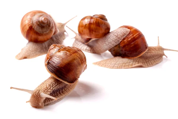 Some snails crawling on a white background closeup