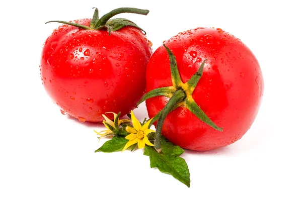 番茄叶片花水滴分离在白色背景上 - 图库照片k