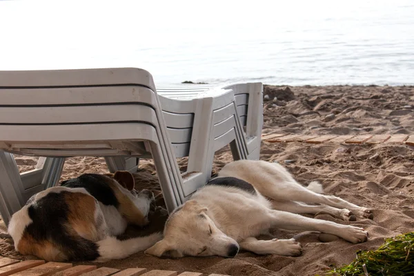 Stray dog lying on beach under sun beds in sand