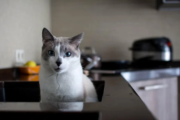 Cat sitting on a kitchen
