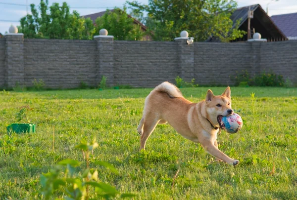 Adorable dog biting a ball