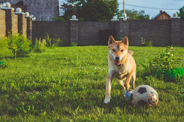 Dog standing on his hind legs with a ball